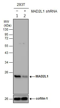 Western blot - Anti-Mad2L1 antibody (AB97777)