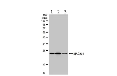 Western blot - Anti-Mad2L1 antibody (AB97777)
