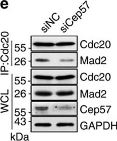 Western blot - Anti-Mad2L1 antibody (AB97777)