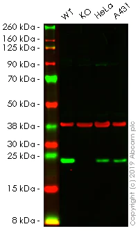 Western blot - Anti-Mad2L1 antibody [EPR9852] - BSA and Azide free (AB249639)