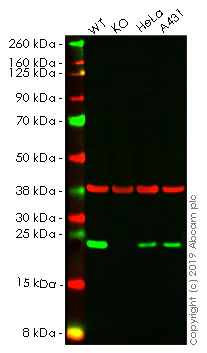Western blot - Anti-Mad2L1 antibody [EPR9853(B)] (AB150371)