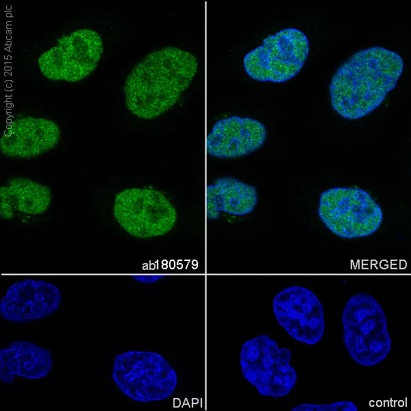 Immunocytochemistry/ Immunofluorescence - Anti-Mad2L2/REV7 antibody [EPR13657] (AB180579)
