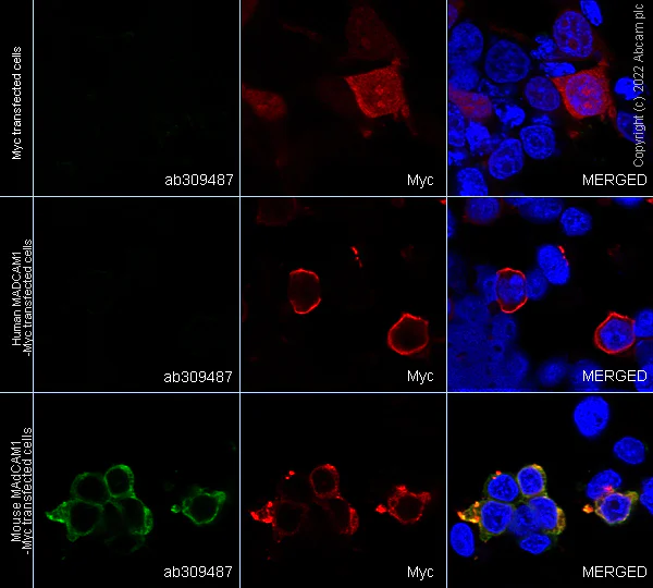 Immunocytochemistry/ Immunofluorescence - Anti-MAdCAM1 antibody [EPR27223-58] (AB309487)