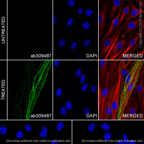 Immunocytochemistry/ Immunofluorescence - Anti-MAdCAM1 antibody [EPR27223-58] - BSA and Azide free (AB309488)