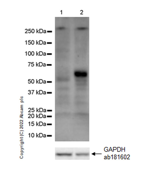 Western blot - Anti-MAdCAM1 antibody [EPR27223-77] (AB307827), expandable thumbnail