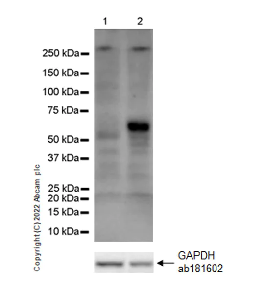 Western blot - Anti-MAdCAM1 antibody [EPR27223-77] (AB307827)