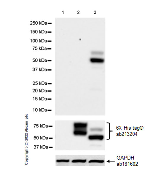 Western blot - Anti-MAdCAM1 antibody [EPR27223-77] (AB307827), expandable thumbnail