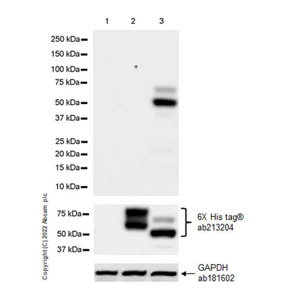 Western blot - Anti-MAdCAM1 antibody [EPR27223-77] (AB307827)