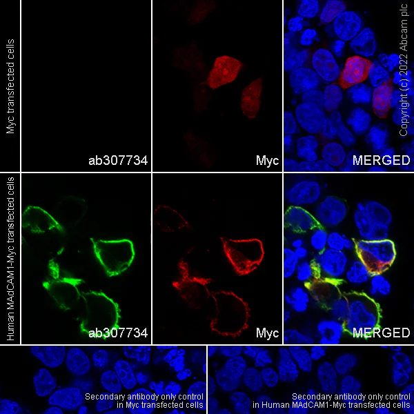 Immunocytochemistry/ Immunofluorescence - Anti-MAdCAM1 antibody [EPR27555-87] - BSA and Azide free (AB307735)