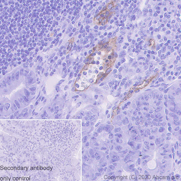 Immunohistochemistry (Formalin/PFA-fixed paraffin-embedded sections) - Anti-MAdCAM1 antibody [MECA-367] - BSA and Azide free (AB255951)