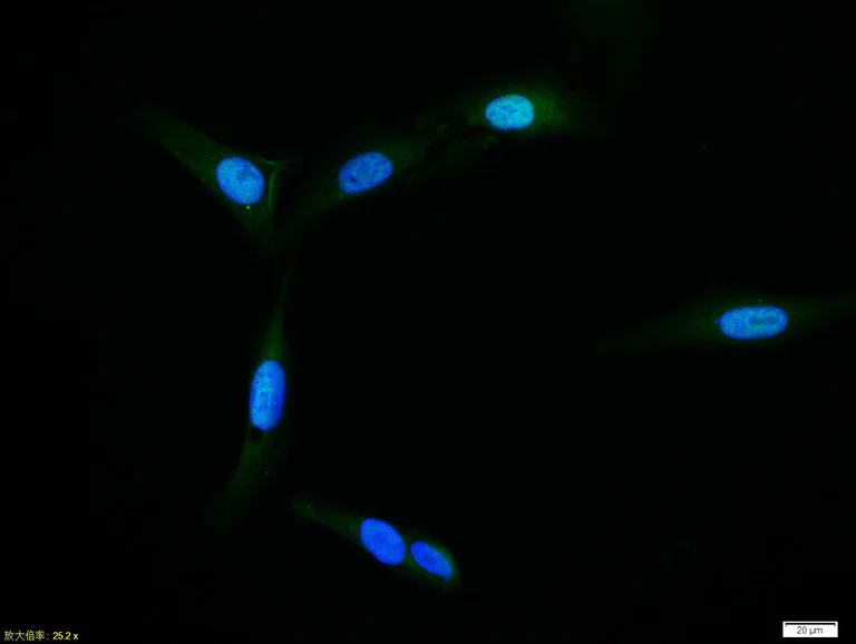 Immunocytochemistry/ Immunofluorescence - Anti-MADH7/SMAD7 antibody (AB216428)