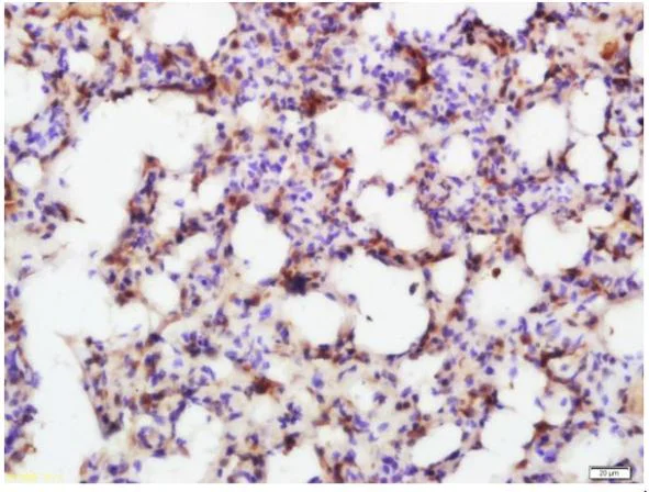 Immunohistochemistry (Formalin/PFA-fixed paraffin-embedded sections) - Anti-MADH7/SMAD7 antibody (AB216428)