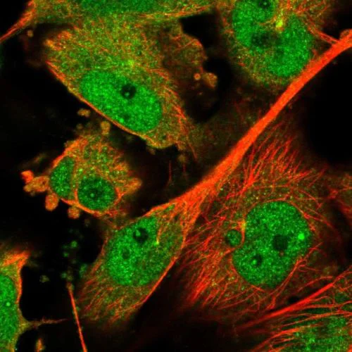 Immunocytochemistry/ Immunofluorescence - Anti-MADH7/SMAD7 antibody (AB244424)