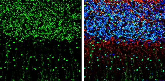 Immunohistochemistry (Frozen sections) - Anti-MADH7/SMAD7 antibody (AB272928)