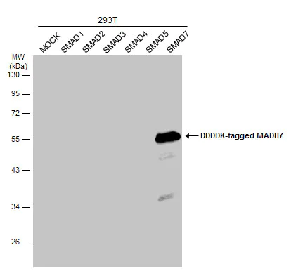 Western blot - Anti-MADH7/SMAD7 antibody (AB272928)