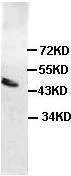 Western blot - Anti-MADH7/SMAD7 antibody (AB90086)