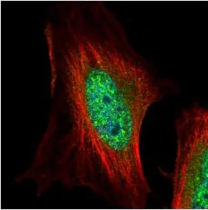 Immunocytochemistry/ Immunofluorescence - Anti-MAEA antibody (AB151304)