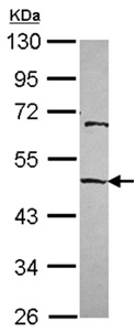 Western blot - Anti-MAEA antibody (AB151304), expandable thumbnail