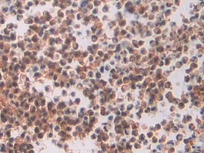 Immunohistochemistry (Formalin/PFA-fixed paraffin-embedded sections) - Anti-MAEA antibody (AB232987)