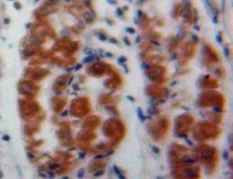 Immunohistochemistry (Formalin/PFA-fixed paraffin-embedded sections) - Anti-MAEA antibody (AB232987)