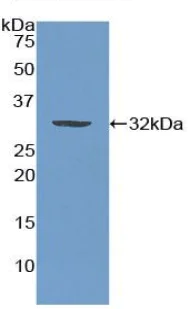 Western blot - Anti-MAEA antibody (AB232987)