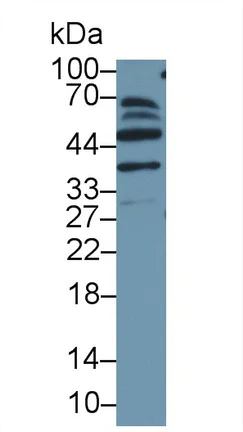 Western blot - Anti-MAEA antibody (AB232987)