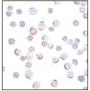 Immunocytochemistry - Anti-Mael antibody (AB106713)