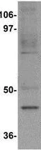 Western blot - Anti-Mael antibody (AB106713)