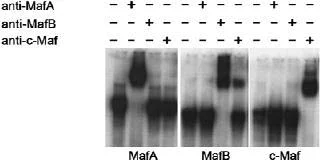 Electrophoretic Mobility Shift Assay - Anti-MafA antibody (AB17976)