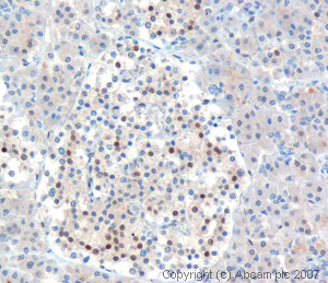 Immunohistochemistry (Formalin/PFA-fixed paraffin-embedded sections) - Anti-MafA antibody (AB26405)