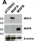 Western blot - Anti-MafA antibody (AB26405)