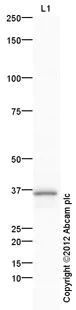 Western blot - Anti-MafA antibody (AB26405)