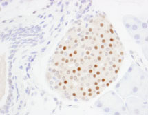 Immunohistochemistry (Formalin/PFA-fixed paraffin-embedded sections) - Anti-MAFA antibody (AB85008), expandable thumbnail