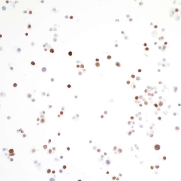 Immunocytochemistry/ Immunofluorescence - Anti-MafA antibody [BLR067G] - BSA free (AB264418), expandable thumbnail