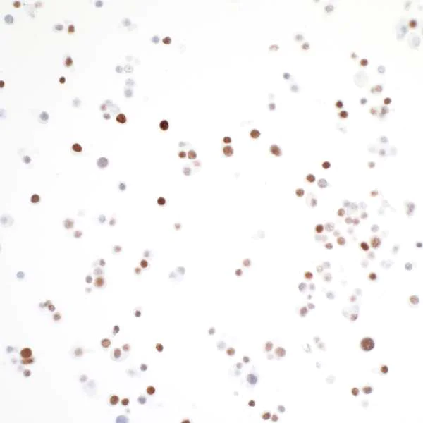 Immunocytochemistry/ Immunofluorescence - Anti-MafA antibody [BLR067G] - BSA free (AB264418)