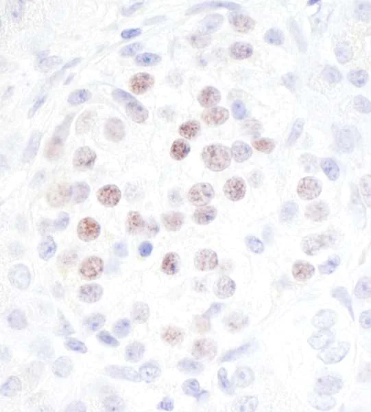 Immunohistochemistry (Formalin/PFA-fixed paraffin-embedded sections) - Anti-MafA antibody [BLR067G] - BSA free (AB264418)