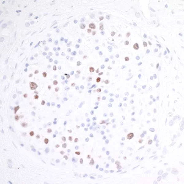Immunohistochemistry (Formalin/PFA-fixed paraffin-embedded sections) - Anti-MafA antibody [BLR067G] - BSA free (AB264418)