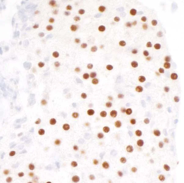 Immunohistochemistry (Formalin/PFA-fixed paraffin-embedded sections) - Anti-MafA antibody [BLR067G] - BSA free (AB264418)