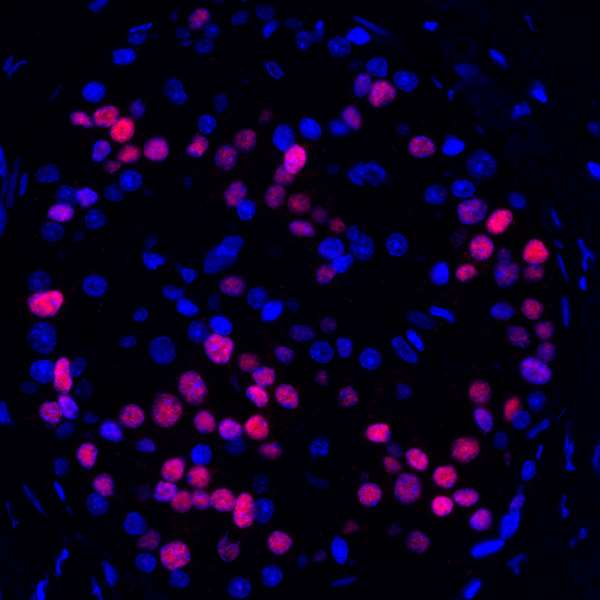 Immunohistochemistry (Formalin/PFA-fixed paraffin-embedded sections) - Anti-MafA antibody [BLR067G] - BSA free (AB264418), expandable thumbnail