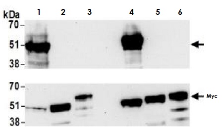 Western blot - Anti-MafA antibody [BLR067G] - BSA free (ab264418), expandable thumbnail