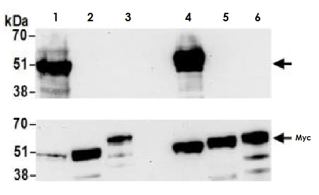 Western blot - Anti-MafA antibody [BLR067G] - BSA free (AB264418)