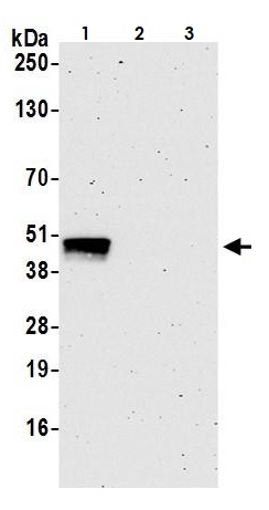 Western blot - Anti-MafA antibody [BLR067G] - BSA free (AB264418), expandable thumbnail