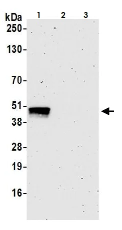 Western blot - Anti-MafA antibody [BLR067G] - BSA free (AB264418)