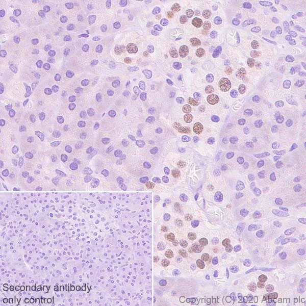 Immunohistochemistry (Formalin/PFA-fixed paraffin-embedded sections) - Anti-MafA antibody [EPR23582-9] (AB239356)