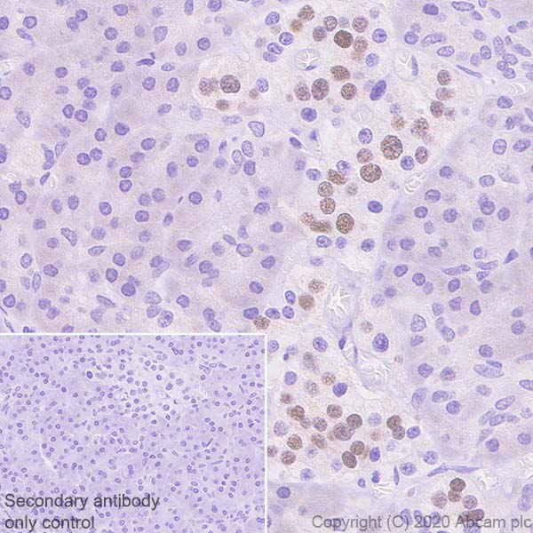 Immunohistochemistry (Formalin/PFA-fixed paraffin-embedded sections) - Anti-MafA antibody [EPR23582-9] - BSA and Azide free (AB272324), expandable thumbnail