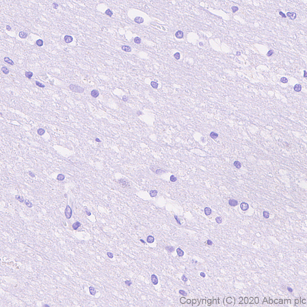 Immunohistochemistry (Formalin/PFA-fixed paraffin-embedded sections) - Anti-MafA antibody [EPR23582-9] - BSA and Azide free (AB272324), expandable thumbnail