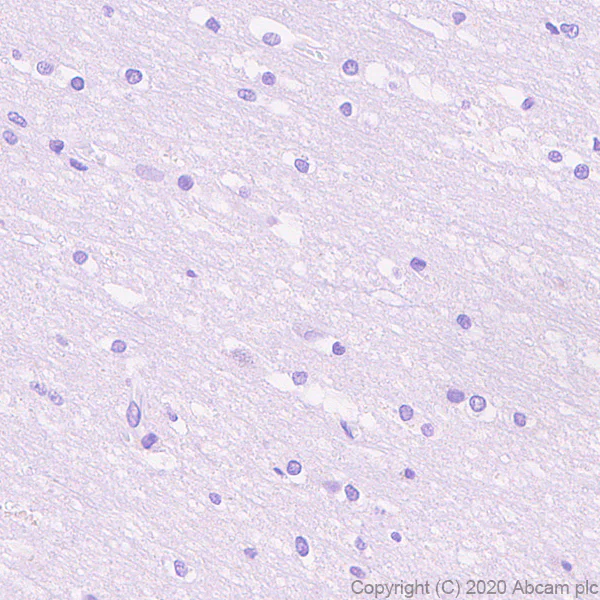 Immunohistochemistry (Formalin/PFA-fixed paraffin-embedded sections) - Anti-MafA antibody [EPR23582-9] - BSA and Azide free (AB272324)