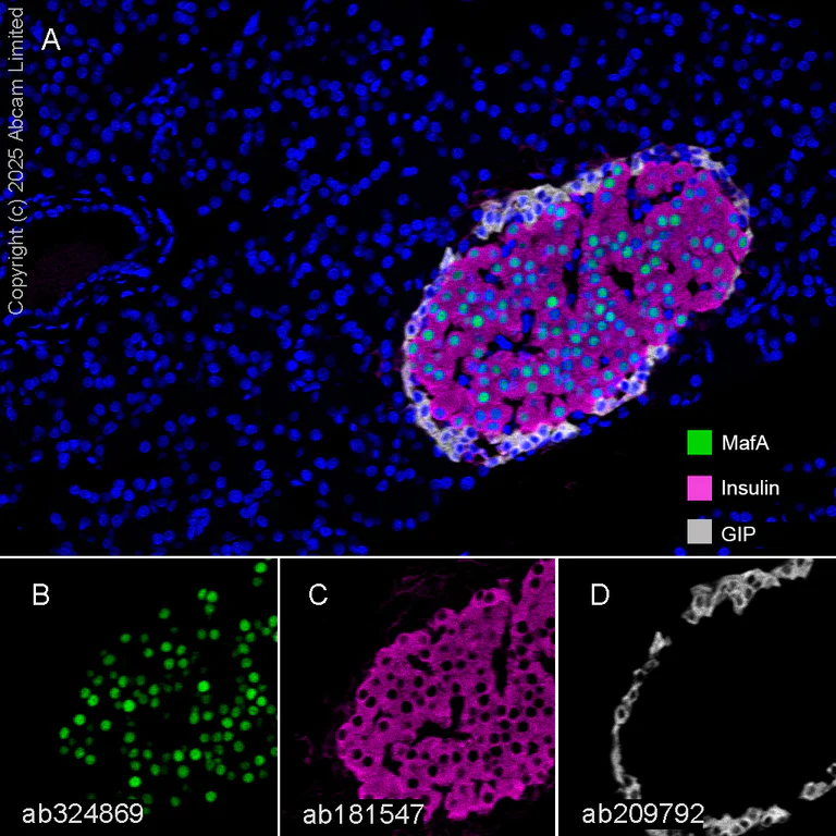 Immunohistochemistry (Formalin/PFA-fixed paraffin-embedded sections) - Anti-MafA antibody [EPR30417-538] (AB324869)