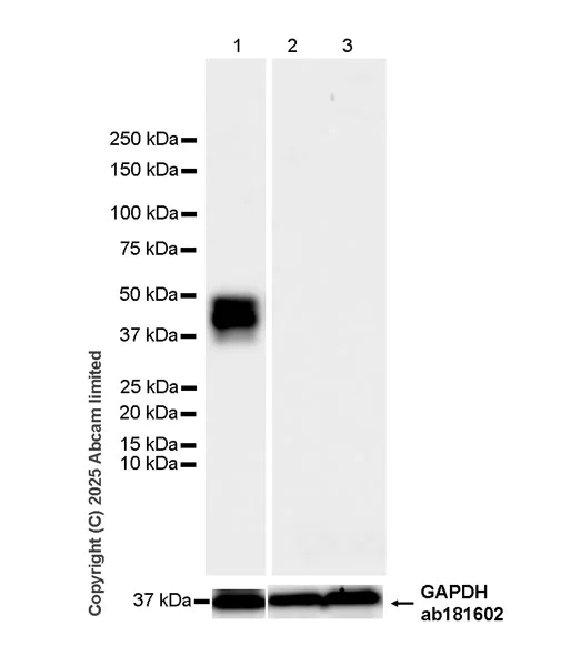 Western blot - Anti-MafA antibody [EPR30417-538] (AB324869)