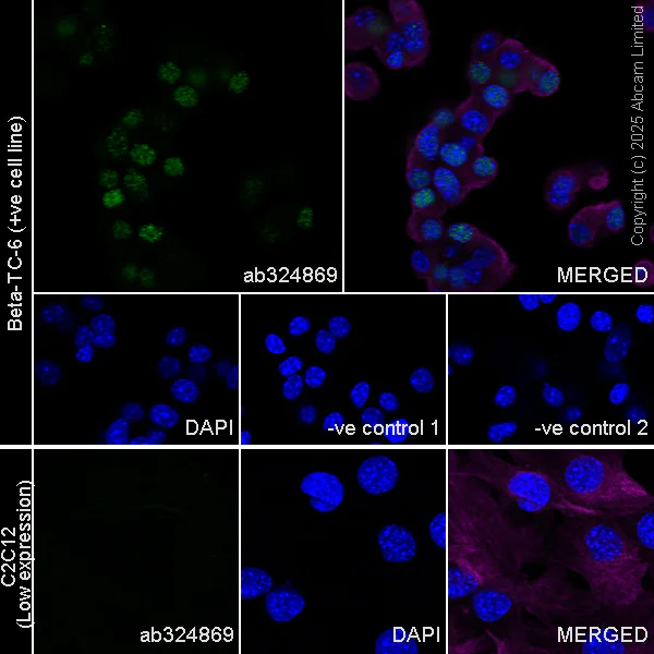 Immunocytochemistry/ Immunofluorescence - Anti-MafA antibody [EPR30417-538] - BSA and Azide free (AB324879)
